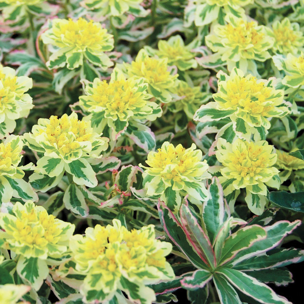 Euphorbia polychroma 'First Blush' - Van Berkum Nursery