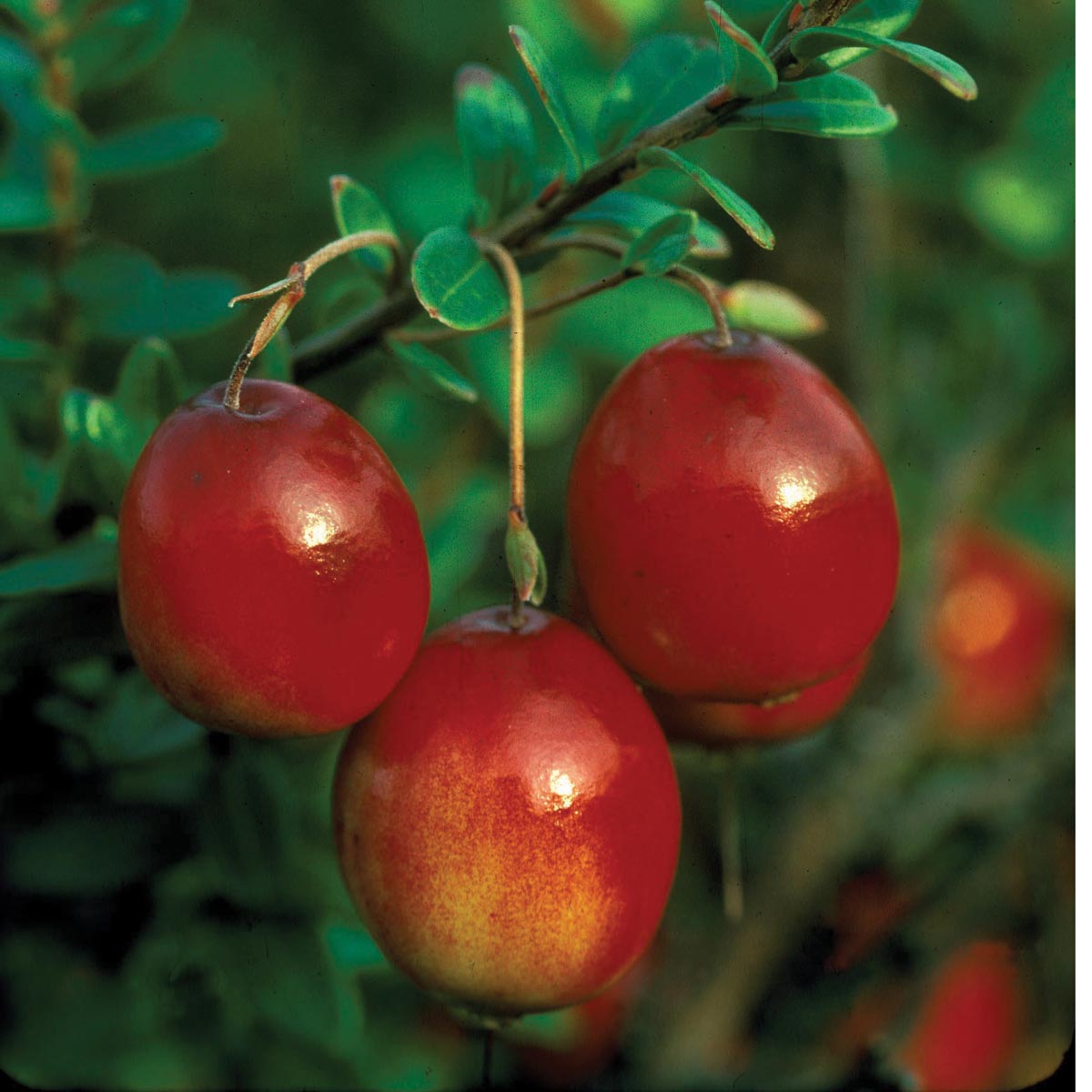 Cranberry (vaccinium macrocarpon) – Tripple Brook Farm